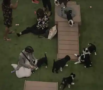 Puppies playing on commercial pet turf at an outdoor dog-friendly event space